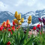 Tulip Garden in Kashmir