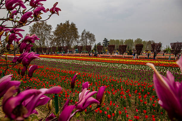 Kashmir Valley Explorer 4 Days