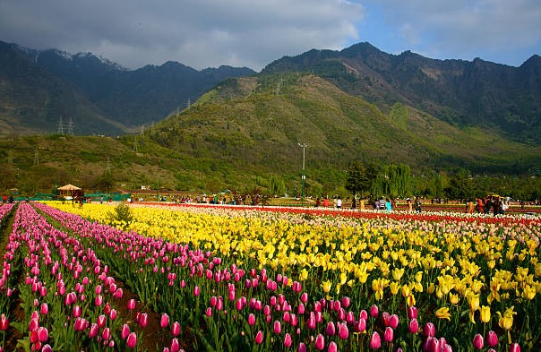 Kashmir Tulip holiday packages from Chennai